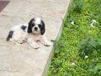 Shihtzu Puppy