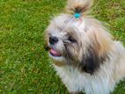 Shih Tzu Puppies
