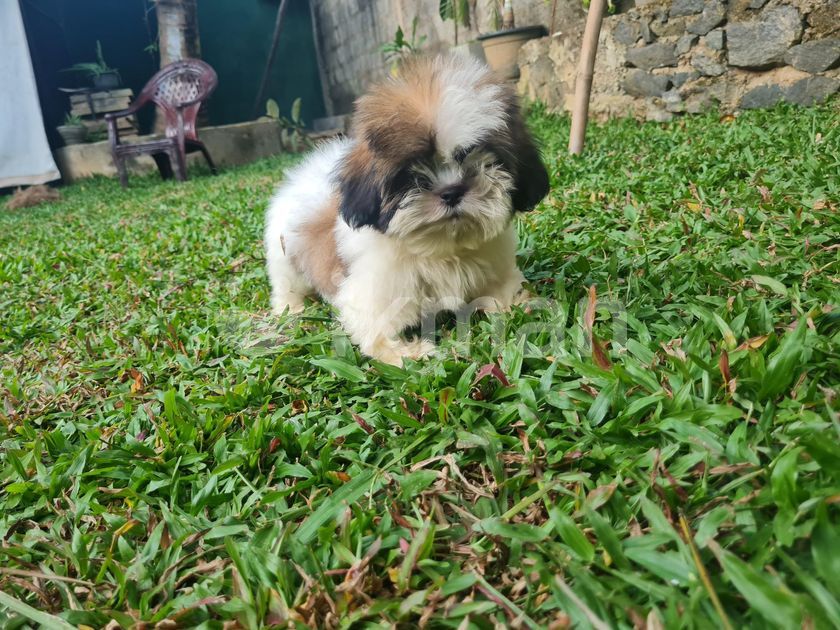 Shih Tzu Puppies in Piliyandala ikman.lk