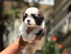 Shih Tzu Puppies