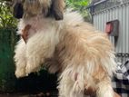 Shihtzu puppy
