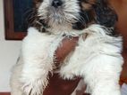 Shih Tzu Puppy