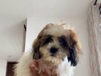 Shihtzu Puppies
