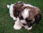 Shihtzu Puppy