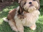 Shih Tzu Puppy