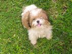 Shihtzu Puppy