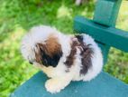 Shih Tzu Puppy