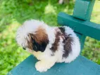 Shih Tzu Puppy
