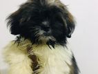 Shih Tzu Puppy