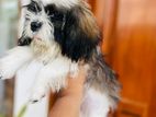 Shihtzu Puppy