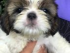 Shihtzu Puppies