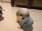 Shihtzu Puppy