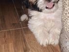 Shihtzu Puppies