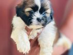 Shihtzu Puppies