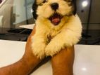 Shihtzu Puppys