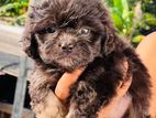 Shihtzu Puppy
