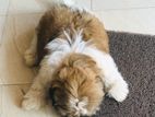 Shih Tzu Puppy