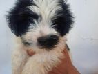 Shih Tzu Puppy