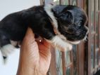 Shih Tzu Puppy