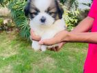 Shih Tzu Puppy