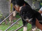 shihtzu puppy