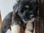 Shih Tzu Puppies
