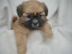 shihtzu puppy