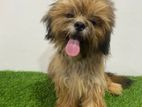 shihtzu puppy