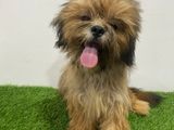 Shihtzu Puppy