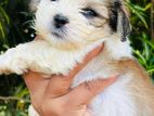 Shih Tzu Puppies