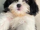 Shihtzu Puppy