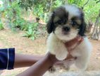 Shihtzu Puppy