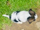 Shihtzu Puppy