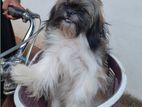 Shih Tzu Puppy