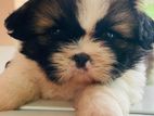 Shihtzu Puppy