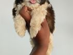 Shih Tzu Puppy