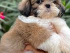 Shihtzu Puppy