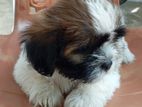 Shihtzu Puppy