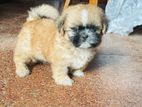 Shihtzu Puppy