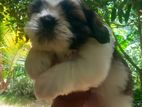 Shih Tzu Puppy