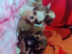 Shihtzu Puppy