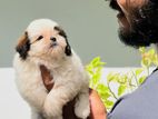 Shih Tzu Puppy