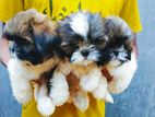 Shihtzu Puppy