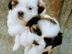 Shihtzu Puppy