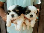 shihtzu puppy