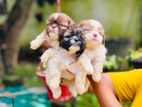 Shihtzu Puppys