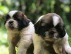 Shihtzu Puppy