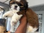 Shihtzu Puppys