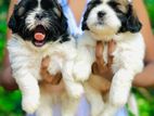 Shihtzu Puppy