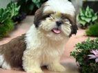 Shihtzu Puppy